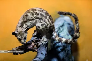 متحف برديسان للتنوع البيولوجي ، طهران