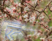 دعای رئیس دانشگاه علامه برای آرامش جامعه دانشگاهی و رهایی ایران از شر مستکبران