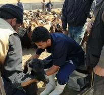 یک‌هزار  و ۵۰۰ رأس دام سبک در تبریز علیه بیماری طاعون واکسینه شدند