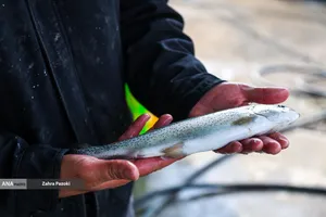 برداشت شب یلدایی ماهی قزل آلا