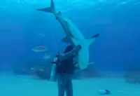 اگر کوسه‌ها را وارونه کنید بی‌هوش می‌شوند!