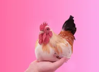 مرغ‌ها قیافه‌های مختلف را از هم تشخیص می‌دهند!