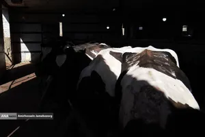 رفع محرومیت با تولید ملی - گاوداری