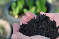 iranian-scientists-convert-agricultural-waste-into-biochar