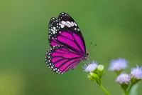 پروانه‌ها با پای خود طعم‌های مختلف را می‌چشند! +فیلم