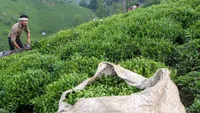 خرید ۹۳ هزار تن برگ سبز چای از چایکاران