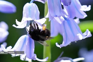 مزرعه گل در انگلیس