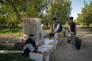 توانمندی اقتصادی برای رفع محرومیت - باغ گلابی