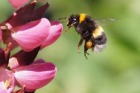 Scientists Shocked as Bumblebees Learn to Read Simple &ldquo;Morse Code&rdquo;