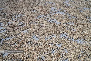 تولید برای محرومیت زدایی - باغ پسته