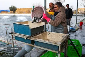 برداشت شب یلدایی ماهی قزل آلا