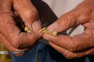 آسیب مزارع گندم آمریکا بدلیل خشکسالی