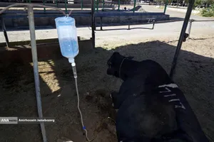 رفع محرومیت با تولید ملی - گاوداری