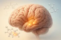 استروژن چگونه یادگیری را تغییر می‌دهد