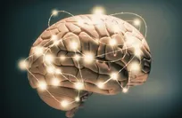 Study reveals two distinct pathways in brain development