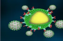 Scientists identify early immune aging process