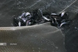 برداشت شب یلدایی ماهی قزل آلا