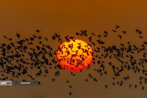 منظره غروب خورشید در منطقه حفاظت شده ملی تالاب Hongze Lake در سوچیان، چین