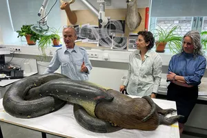 آثار موجود در موزه تاریخ طبیعی سنکنبرگ فرانکفورت، آلمان