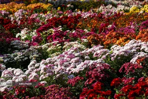 گل های داوودی