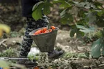 Persimmon harvest from Soulqan orchards in Kan district of Tehran happens in the season of fall, from the last days of October until the early days of January, depending on the weather conditions of the region.