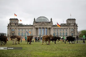 گله&zwnj;ای از گاوها در خارج از ساختمان رایشستاگ در جریان اعتراض فعالان صلح سبز و حقوق حیوانات در برلین، آلمان