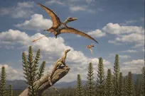 پرواز در آغاز تاریخ تکامل شکل گرفت