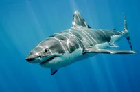 قدمت کوسه‌های روی زمین بیشتر از درختان است!