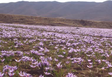روستای گوجی؛ نگین پنهان بوم‌گردی در آغوش کوه سرهنگ خراسان