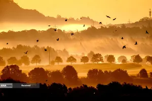 پرندگان در هوای مه آلود در حومه فرانکفورت آلمان