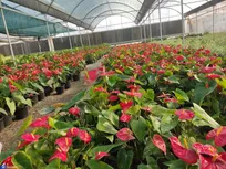 ۲ محصول گیاهی کاربردی در حوزه پزشکی تولید و تجاری‌سازی می‌شود