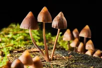 تأثیر چشمگیر یک دوز قارچ سایکدلیک بر افسردگی بیماران سرطانی