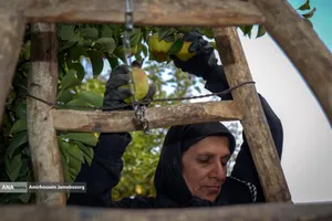 توانمندی اقتصادی برای رفع محرومیت - باغ گلابی