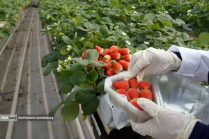 تولید ملی برای آبادانی مناطق محروم