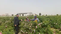 آغاز برداشت گل محمدی ارگانیک از مزرعه تحقیقاتی دانشگاه آزاد دهدشت