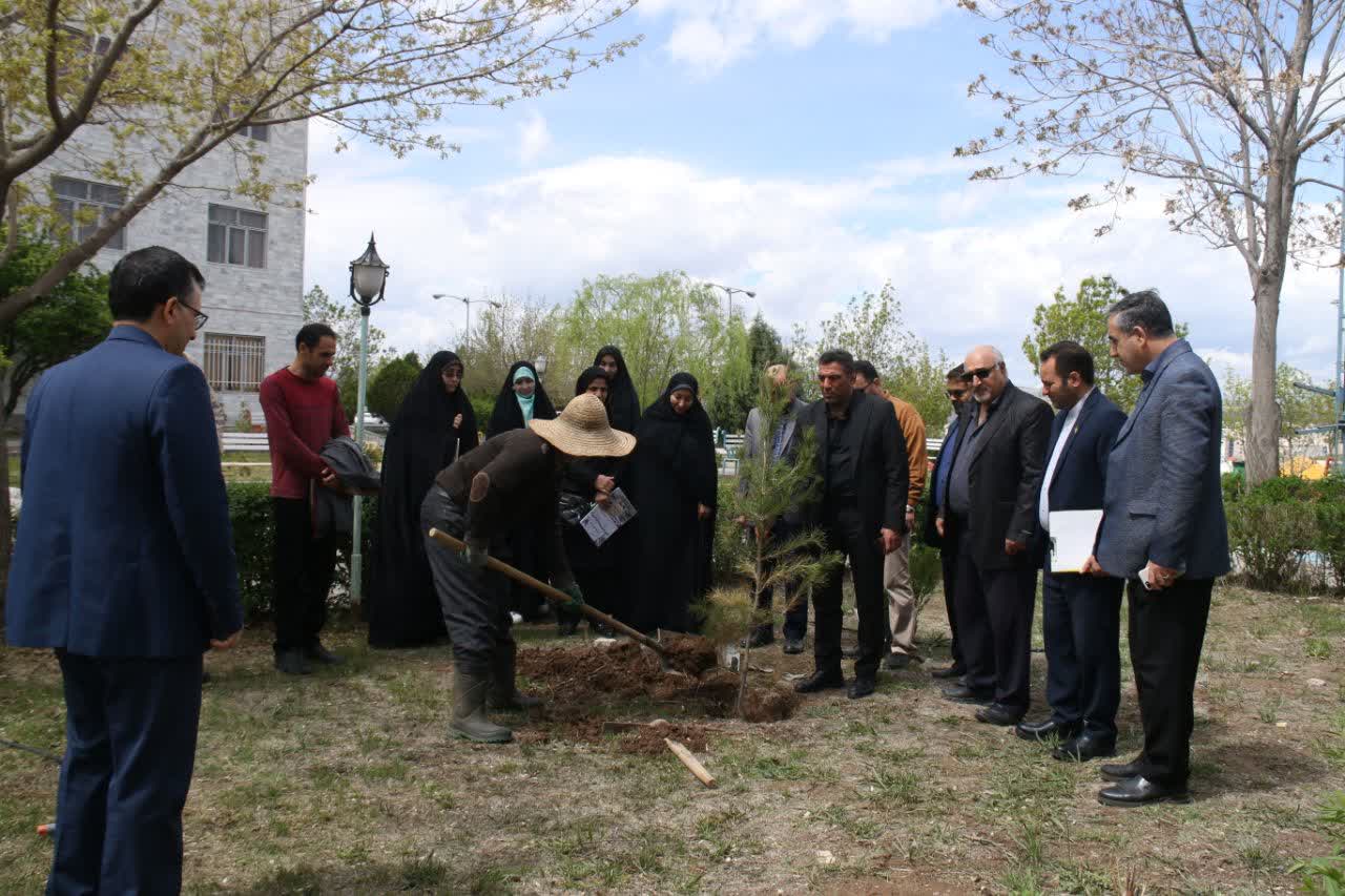 غرس ۵۰ اصله نهال «سرو آزاد ایران» در دانشگاه آزاد اسلامی واحد میانه