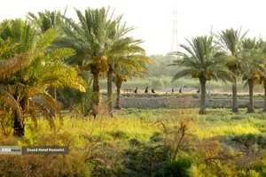 پیاده روی زائرین اربعین حسینی