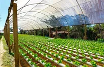 تهران صدرنشین توسعه گلخانه‌ها در بین استان‌های کشور شد