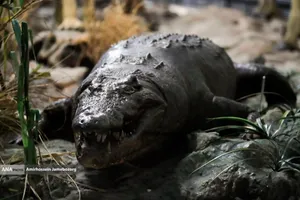 متحف برديسان للتنوع البيولوجي ، طهران