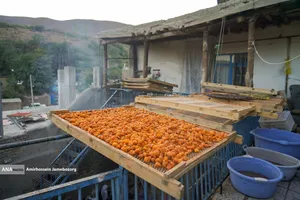 خُرو؛ پایتخت آلوی ایران