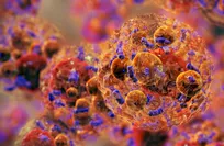Experimental drug burns fat without suppressing appetite