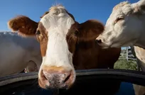 راه‌حلی جدید برای کاهش آلودگی و افزایش تولید شیر