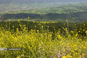 منطقه سرسبز و توریستی هزارجریب مازندران