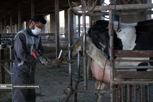 رفع محرومیت با تولید ملی - گاوداری