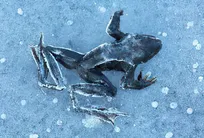 یخ‌زدگی استراتژی بقای قورباغه‌های جنگلی است