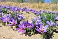 ۴۰ هکتار «طلا» در دل کاشان/۷۰ درصد توسعه منطقه در گرو توسعه روستایی است