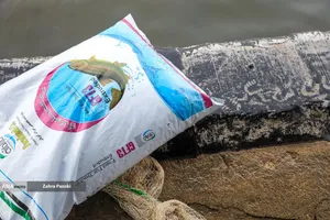 برداشت شب یلدایی ماهی قزل آلا