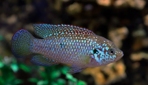 برکه‌ماهی فیروزه‌ای آفریقایی