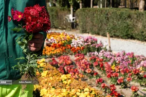 گل های داوودی