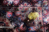 بازار فرش همدان